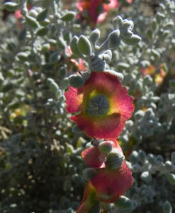 Pearl Bluebush Blatt silber Bluete roetlich Maireana sedifolia 36