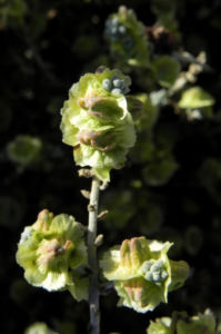 Reise durch Australien Pearl-Bluebush Blüte hell gelb Maireana sedifolia
