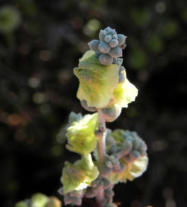 Reise durch Australien Pearl-Bluebush Blüte hell gelb Maireana sedifolia