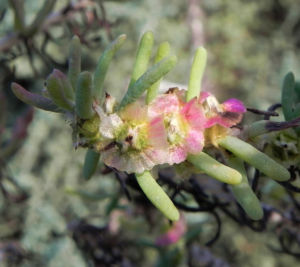 Pearl Bluebush Bluete roetlich Maireana sedifolia 07