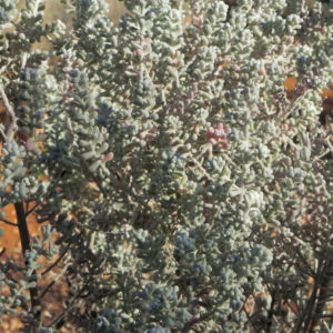 Pearl Bluebush Busch Maireana sedifolia 06