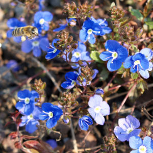 Persischer Ehrenpreis Bluete blau Veronica persica 02