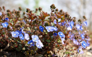 Persischer Ehrenpreis Bluete blau Veronica persica 03