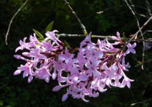 Persischer Flieder Bluete pink Syringa x persica 08