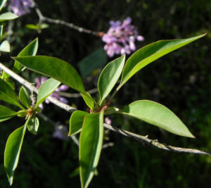 Persischer Flieder Bluete pink Syringa x persica 11