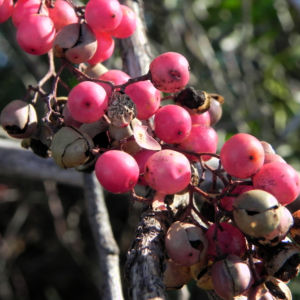 Peruanischer Pfefferbaum Frucht rot Blatt gruen Schinus molle 13