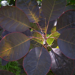 Perueckenstrauch Cotinus coggygria 07
