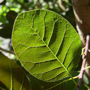 Perueckenstrauch Cotinus coggygria 09