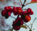 Zurück zum kompletten Bilderset Pfaffenhütchen Strauch Blüte orange rot Euonymus europaeus