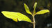 Zurück zum kompletten Bilderset Samtiger Spindelstrauch Strauch Blüte rose Euonymus velutinus