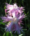 Zurück zum kompletten Bilderset Pfingst-Nelke Blüte pink Dianthus gratianopolitanus