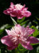 Zurück zum kompletten Bilderset Pfingstrose Blüte rose Paeonia suffruticosa