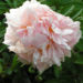 Zurück zum kompletten Bilderset Gemeine Pfingstrose Blüte gefüllt weiß Paeonia officinalis