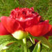 Zurück zum kompletten Bilderset Pfingstrose Blüte rot Staude Paeonia officinalis