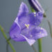 Zurück zum kompletten Bilderset Pfirsichblättrige Glockenblume Blüte blau Campanula persicifolia