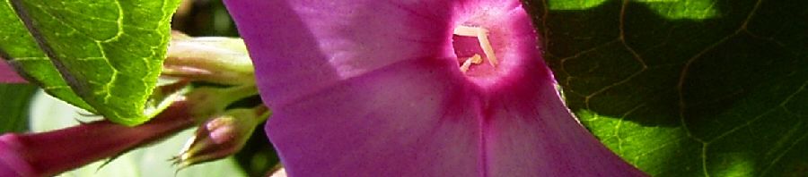 Anklicken um das ganze Bild zu sehen  Hoher Stauden-Phlox lila Blüte Phlox paniculata