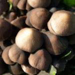 Pilz Glimmertintling braun hell Coprinus miaceus 01