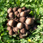 Pilz Glimmertintling braun hell Coprinus miaceus 04