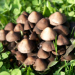 Pilz Glimmertintling braun hell Coprinus miaceus 05