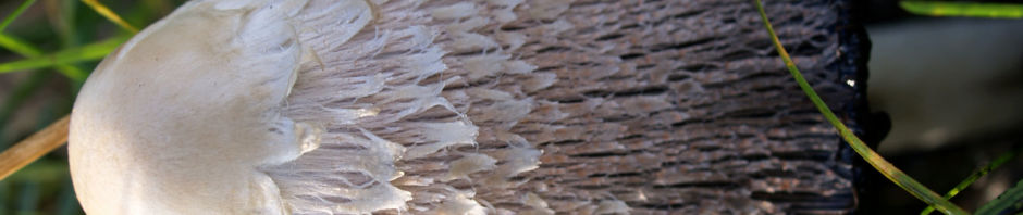 Anklicken um das ganze Bild zu sehen  Pilz Schopftintling weiß - Coprinus comatus
