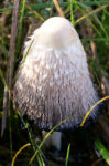 Pilz Schopftintling weiss Coprinus comatus 04