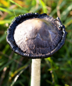 Pilz Schopftintling weiss Coprinus comatus 06
