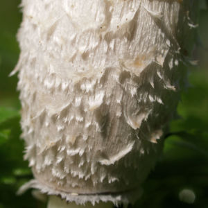 Pilz Schopftintling weiss Coprinus comatus 08