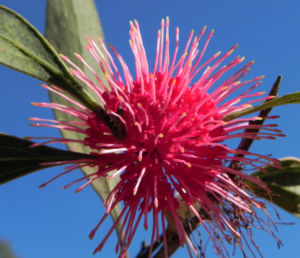 Pincushion Hakea Bluete pink Hakea laurina 08