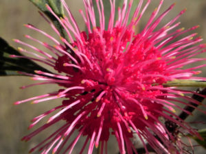 Pincushion Hakea Bluete pink Hakea laurina 09