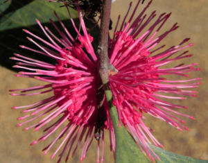 Pincushion Hakea Bluete pink Hakea laurina 12