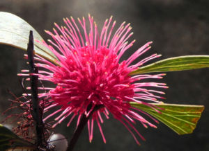 Pincushion Hakea Bluete pink Hakea laurina 13