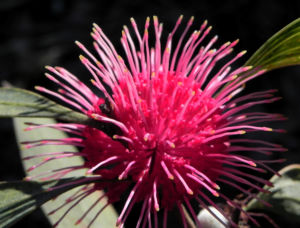 Pincushion Hakea Bluete pink Hakea laurina 16