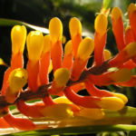 Pitcairnia x wittei Bluete orange Pitcairnia x wittei 01