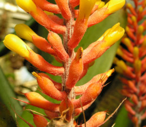 Pitcairnia x wittei Bluete orange Pitcairnia x wittei 02
