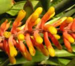 Pitcairnia x wittei Bluete orange Pitcairnia x wittei 03