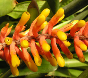 Pitcairnia x wittei Bluete orange Pitcairnia x wittei 03