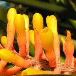 Pitcairnia x wittei Bluete orange Pitcairnia x wittei 04