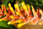 Pitcairnia x wittei Bluete orange Pitcairnia x wittei 05