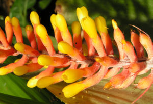 Pitcairnia x wittei Bluete orange Pitcairnia x wittei 05