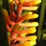 Pitcairnia x wittei Bluete orange Pitcairnia x wittei 06