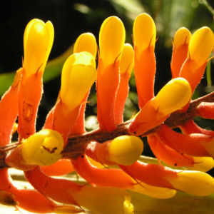 Pitcairnia x wittei Bluete orange Pitcairnia x wittei 07