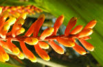 Pitcairnia x wittei Bluete orange Pitcairnia x wittei 08