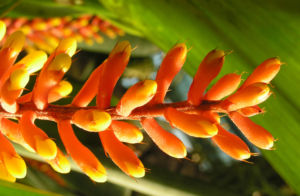 Pitcairnia x wittei Bluete orange Pitcairnia x wittei 08