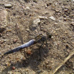 Plattbauch Libelle Libellula depressa 01