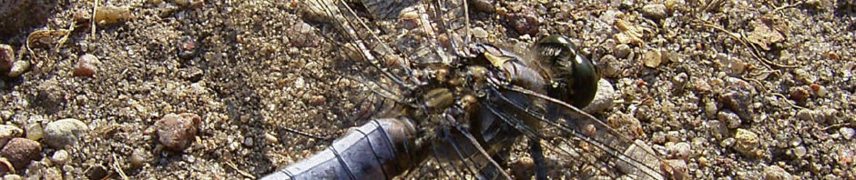 Anklicken um das ganze Bild zu sehen  Plattbauch Libelle - Libellula depressa