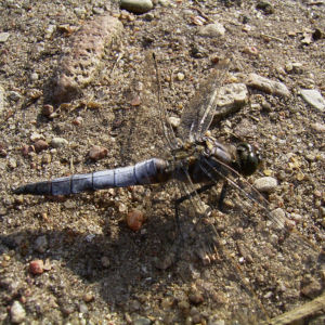 Plattbauch Libelle Libellula depressa 02