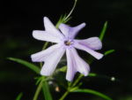 Bild:  Polster-Flammenblume Blüte hellblau Phlox subulata