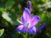 Zurück zum kompletten Bilderset Polster-Glockenblume Blüte blau Campanula portenschlagiana