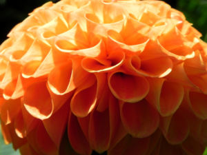 Pompon Dahlie gefuellt Bluete orange Dahlia x hortensis 03