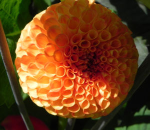 Pompon Dahlie gefuellt Bluete orange Dahlia x hortensis 07